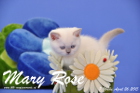 Mary Rose ist 7 Wochen alt geworden ( 26.04.2015 )