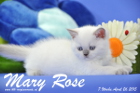 Mary Rose ist 7 Wochen alt geworden ( 26.04.2015 )