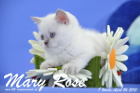 Mary Rose ist 7 Wochen alt geworden ( 26.04.2015 )