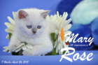 Mary Rose ist 7 Wochen alt geworden ( 26.04.2015 )
