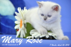 Mary Rose ist 7 Wochen alt geworden ( 26.04.2015 )