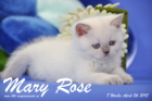 Mary Rose ist 7 Wochen alt geworden ( 26.04.2015 )