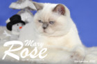 Weihnachtsfotos von Mary Rose, sie ist 9 Monate alt