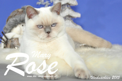 Weihnachtsfotos von Mary Rose, sie ist 9 Monate alt