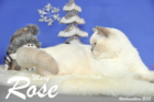 Weihnachtsfotos von Mary Rose, sie ist 9 Monate alt