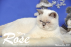 Weihnachtsfotos von Mary Rose, sie ist 9 Monate alt