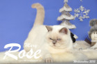 Weihnachtsfotos von Mary Rose, sie ist 9 Monate alt