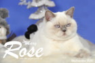 Weihnachtsfotos von Mary Rose, sie ist 9 Monate alt