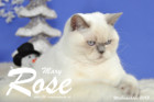 Weihnachtsfotos von Mary Rose, sie ist 9 Monate alt