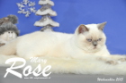 Weihnachtsfotos von Mary Rose, sie ist 9 Monate alt