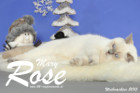 Weihnachtsfotos von Mary Rose, sie ist 9 Monate alt