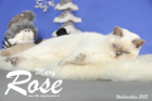 Weihnachtsfotos von Mary Rose, sie ist 9 Monate alt