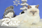 Weihnachtsfotos von Mary Rose, sie ist 9 Monate alt