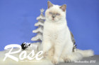 Weihnachtsfotos von Mary Rose, sie ist 9 Monate alt
