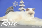 Weihnachtsfotos von Mary Rose, sie ist 9 Monate alt