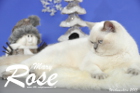 Weihnachtsfotos von Mary Rose, sie ist 9 Monate alt