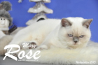 Weihnachtsfotos von Mary Rose, sie ist 9 Monate alt