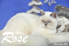 Weihnachtsfotos von Mary Rose, sie ist 9 Monate alt