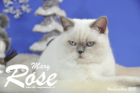 Weihnachtsfotos von Mary Rose, sie ist 9 Monate alt