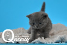 Queeny ist 3 Wochen alt geworden ( 27.08.2016 )