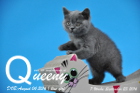 Queeny ist 7 Wochen alt geworden ( 23.09.2016 )