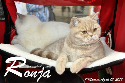 Ronja ist 7 Monate alt und es ist für sie ihre 5.Show in der Kittenklasse