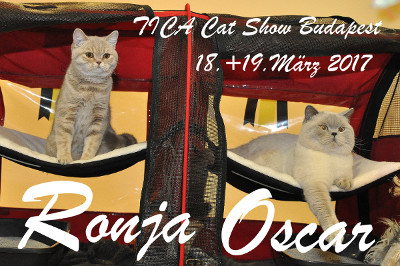 Für Ronja ist es die 4.Show in der Kittenklasse