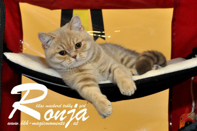 Ronja ist 7 Monate alt und es ist für sie ihre 4.Show in der Kittenklasse
