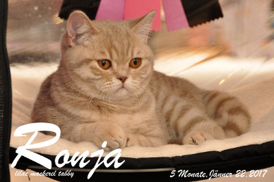 Ronja ist 5 Monate alt und es ist ihre 1.Show in der Kittenklasse