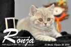 Ronja ist 10 Wochen alt geworden ( 26.10.2016 )