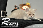 Ronja ist 10 Wochen alt geworden ( 26.10.2016 )
