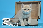 Ronja ist 12 Wochen alt geworden ( 11.11.2016 )
