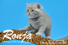 Ronja ist 5 Wochen alt geworden ( 23.09.2016 )