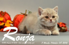Ronja ist 7 Wochen alt geworden ( 08.10.2016 )