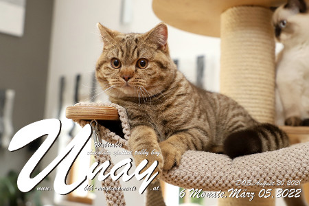 Wabisabi`s Unay