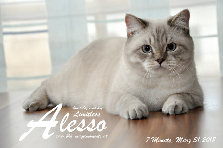 Alesso ist 7 Monate alt ( 31.03.2018 )