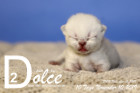 Dolce ist 10 Tage alt ( 10.11.2019 )
