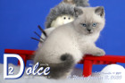 Dolce ist 10 Wochen alt ( 11.01.2020 )