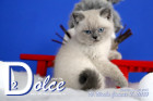 Dolce ist 10 Wochen alt ( 11.01.2020 )