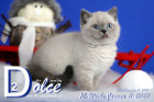 Dolce ist 10 Wochen alt ( 11.01.2020 )