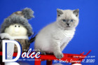 Dolce ist 10 Wochen alt ( 11.01.2020 )
