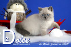 Dolce ist 10 Wochen alt ( 11.01.2020 )