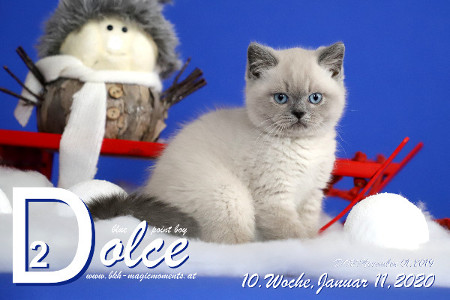 Dolce ist 10 Wochen alt ( 11.01.2020 )
