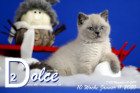 Dolce ist 10 Wochen alt ( 11.01.2020 )