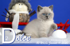 Dolce ist 10 Wochen alt ( 11.01.2020 )