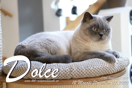 Dolce ist 12 Monate alt ( 07.11.2020 )