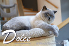 Dolce ist 12 Monate alt ( 07.11.2020 )
