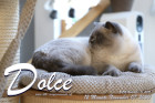 Dolce ist 12 Monate alt ( 07.11.2020 )