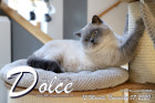 Dolce ist 12 Monate alt ( 07.11.2020 )