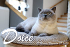Dolce ist 12 Monate alt ( 07.11.2020 )